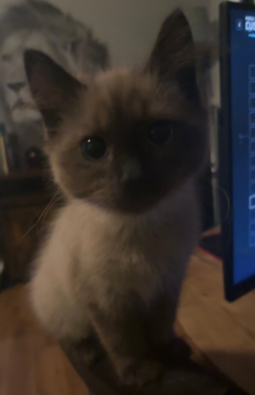 Ragdoll kittens, Dieren en Toebehoren, Katten en Kittens | Overige Katten, Meerdere dieren, Langharig, 0 tot 2 jaar