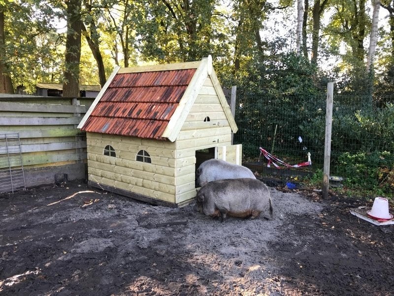 Nostalgisch Hondenhok kippen en geitenhok, Vrouwelijk, Geit