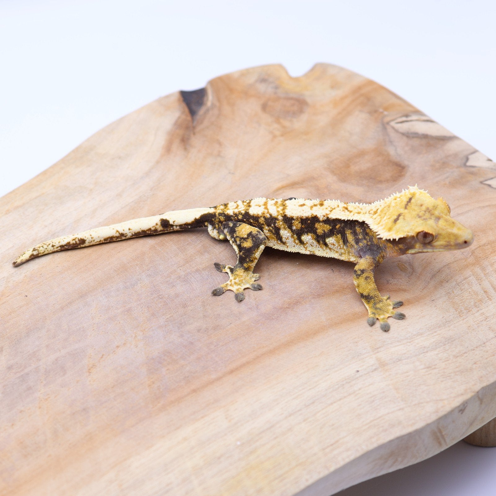 Correlophus ciliatus wimpergekko JOKERGECKOS 7, Dieren en Toebehoren, Hagedis, 0 tot 2 jaar