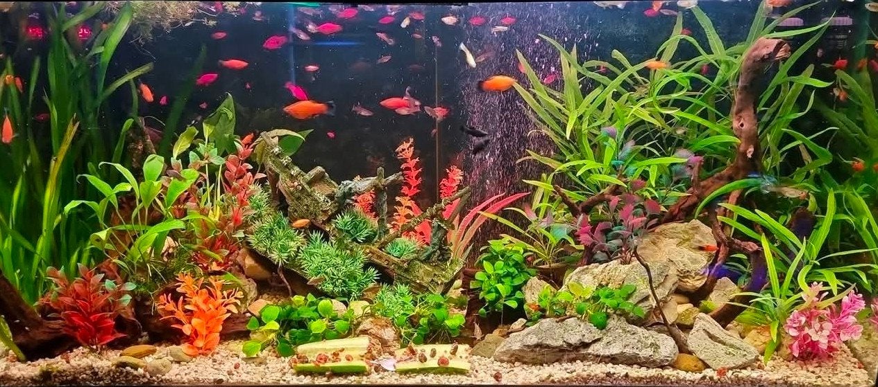 Grote partij aquarium decoratie – Stenen, Spiderwood, Savann, Ophalen of Verzenden, Zo goed als nieuw, Plant(en), Steen of Hout