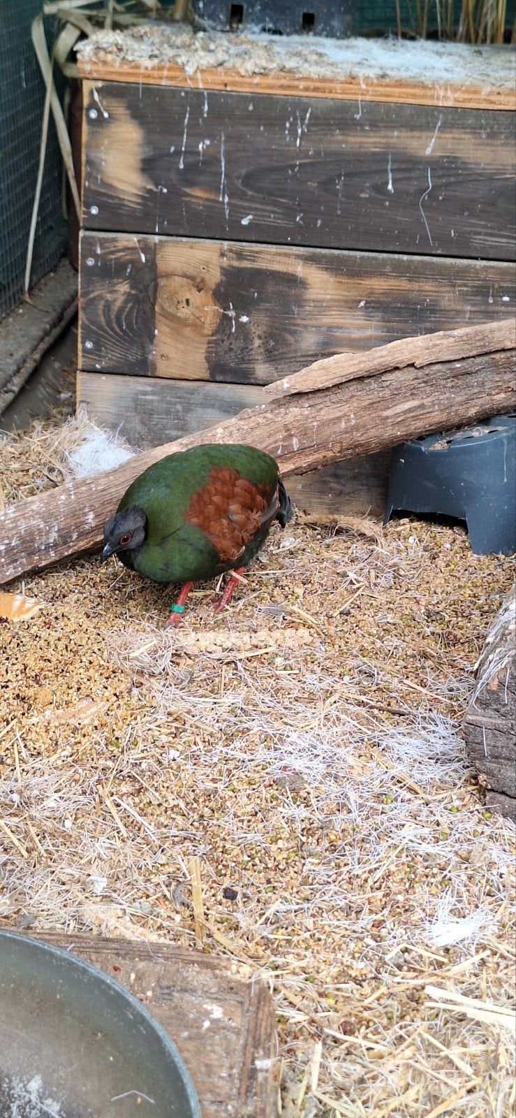 RoulRoul koppel, Dieren en Toebehoren, Meerdere dieren