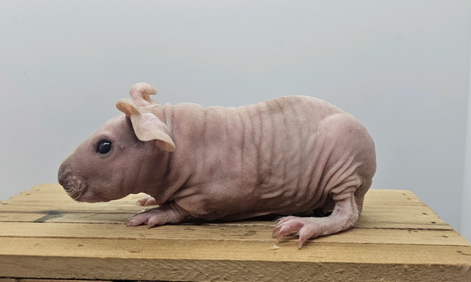Bont/dalmaat skinny beertje, Cavia, Mannelijk, Juli, Tam