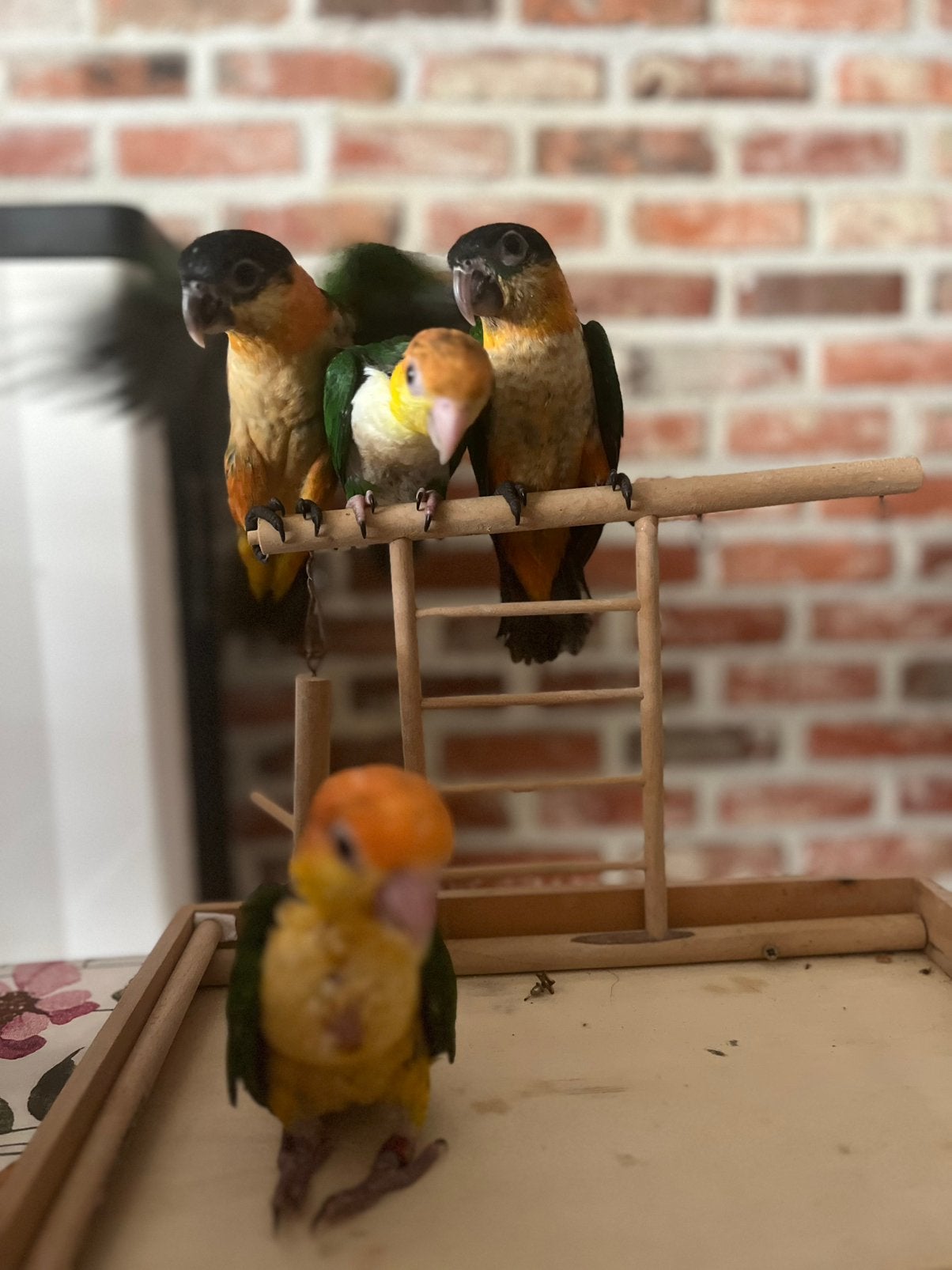 Handtamme caiques, Dieren en Toebehoren, Vogels | Parkieten en Papegaaien, Meerdere dieren, Parkiet, Geringd