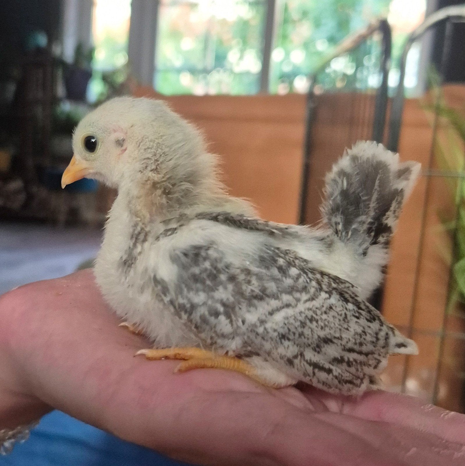 Prachtige Serama kuikens!, Dieren en Toebehoren, Geslacht onbekend, Kip