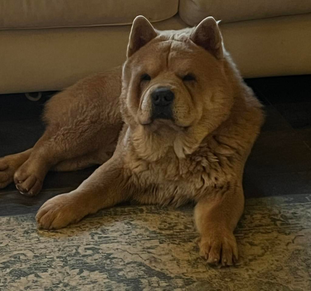 Chow Chow pup Teefje, Parvo, Overige rassen, 8 tot 15 weken, Meerdere