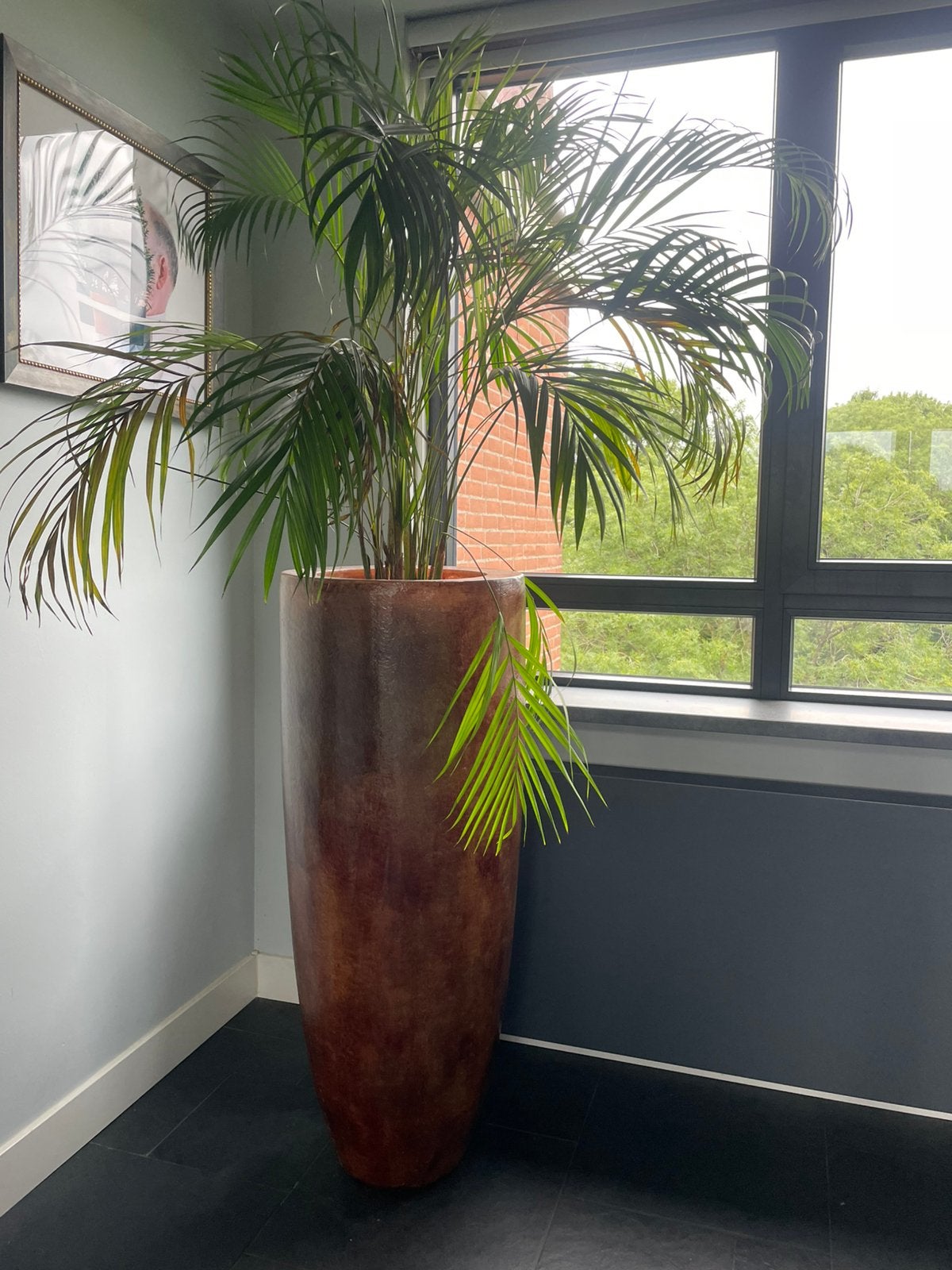 Mooie plantenpot puntgaaf met of zonder varen, Huis en Inrichting, Kamerplanten, Ophalen, Halfschaduw, 100 tot 150 cm
