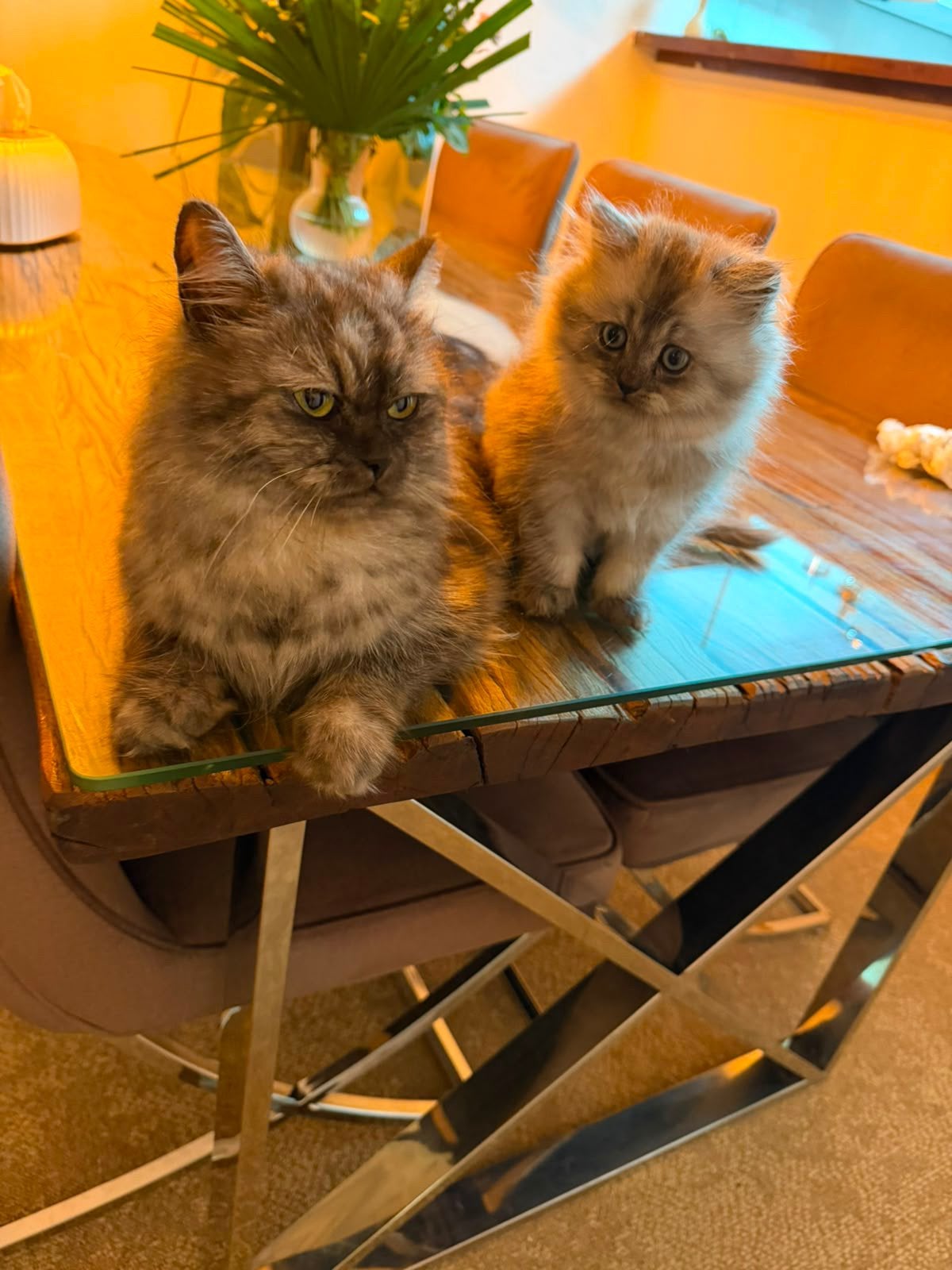 Brits kittens met ze moeders, Meerdere dieren