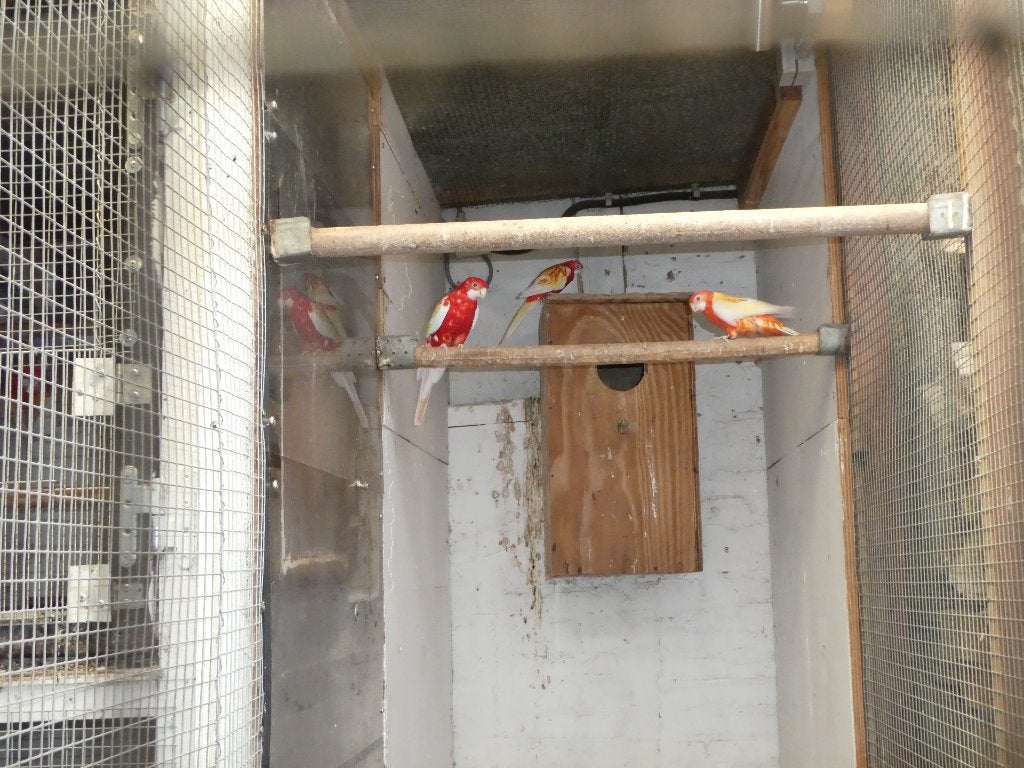 rosella parkieten, Dieren en Toebehoren, Vogels | Parkieten en Papegaaien, Meerdere dieren, Parkiet, Geringd