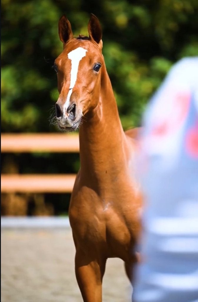 Opfok plaats aangeboden merrieveulen, Dieren en Toebehoren, Opfok, 1 paard of pony