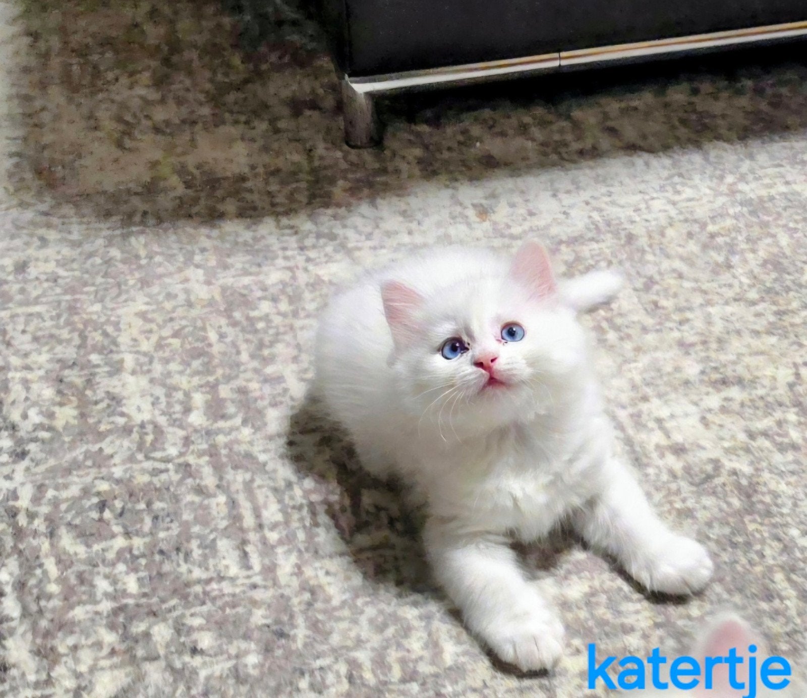 kittens Lilac-witte,Ragdoll  British ️, Meerdere dieren