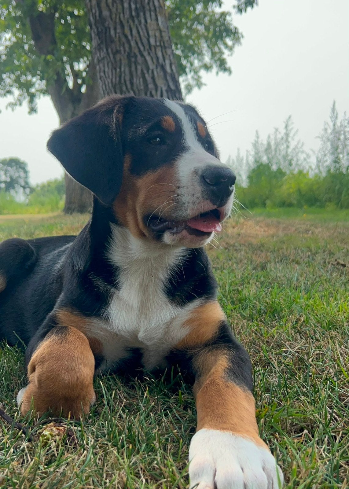 Superlieve Zwitserse Sennenpups, Parvo, 8 tot 15 weken, Bulldog, Meerdere