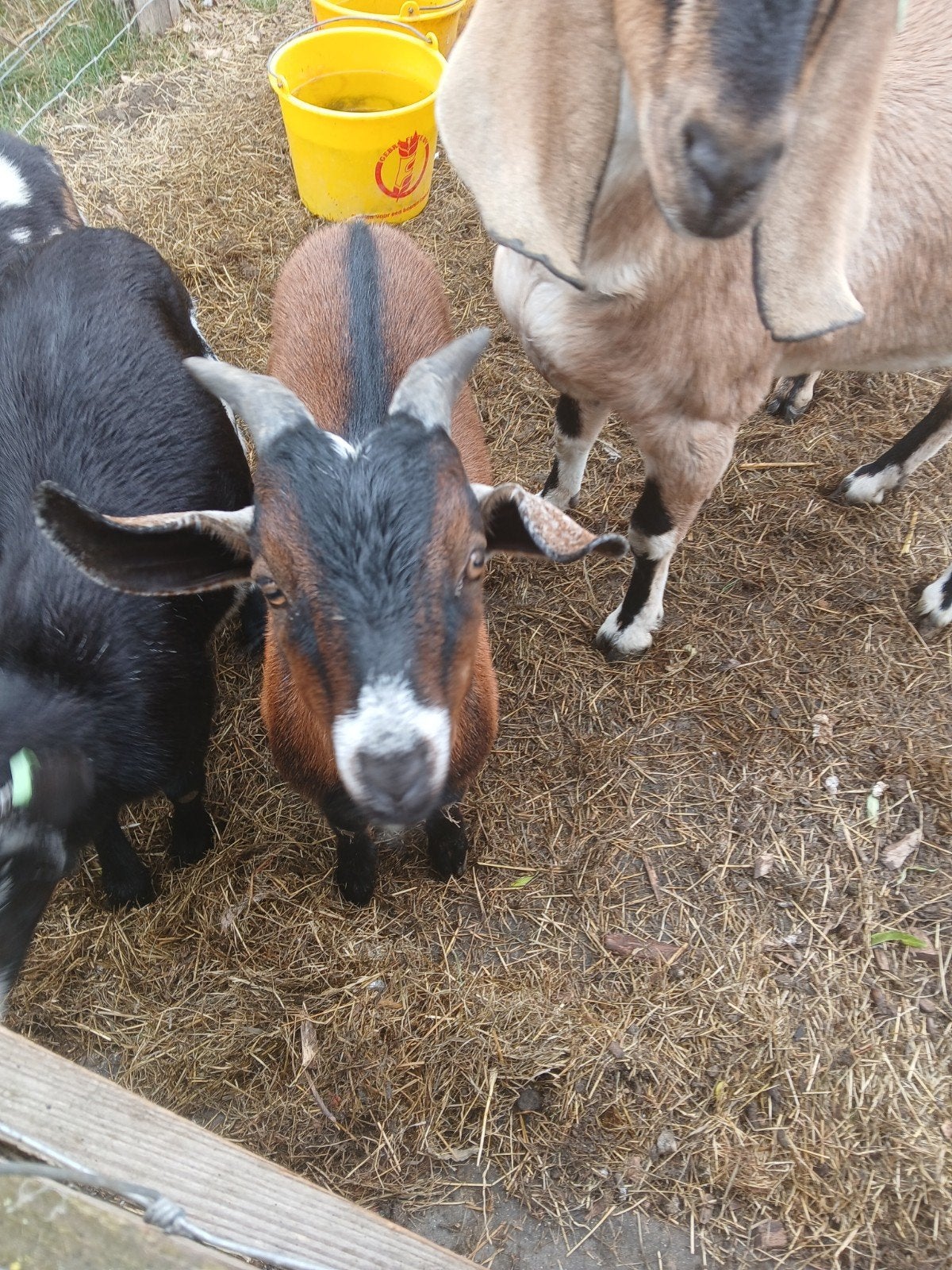 Te koop  dwergbok, Dieren en Toebehoren, Mannelijk, Geit, 0 tot 2 jaar