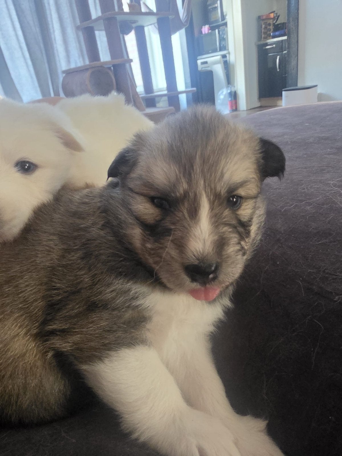 Pups kruising Samoyed en husky x keeshond, Dieren en Toebehoren, 8 tot 15 weken, CDV (hondenziekte), Groot, Meerdere