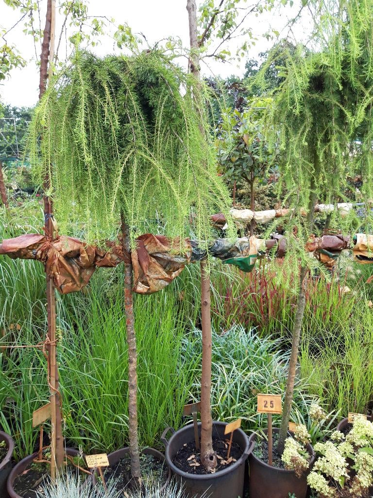 Larix decidua Puli op stam van 120 cm in pot, Tuin en Terras, Planten | Bomen, Bloeit niet, Treurboom, 100 tot 250 cm, Ophalen