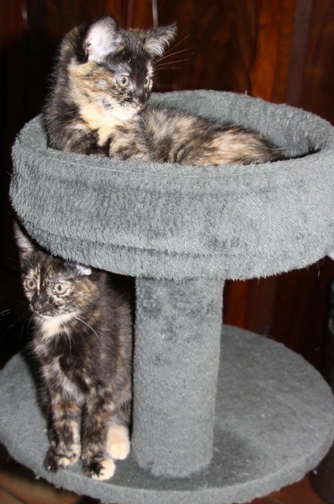 super schildpad poesjes, Dieren en Toebehoren, Poes, Kortharig, 0 tot 2 jaar
