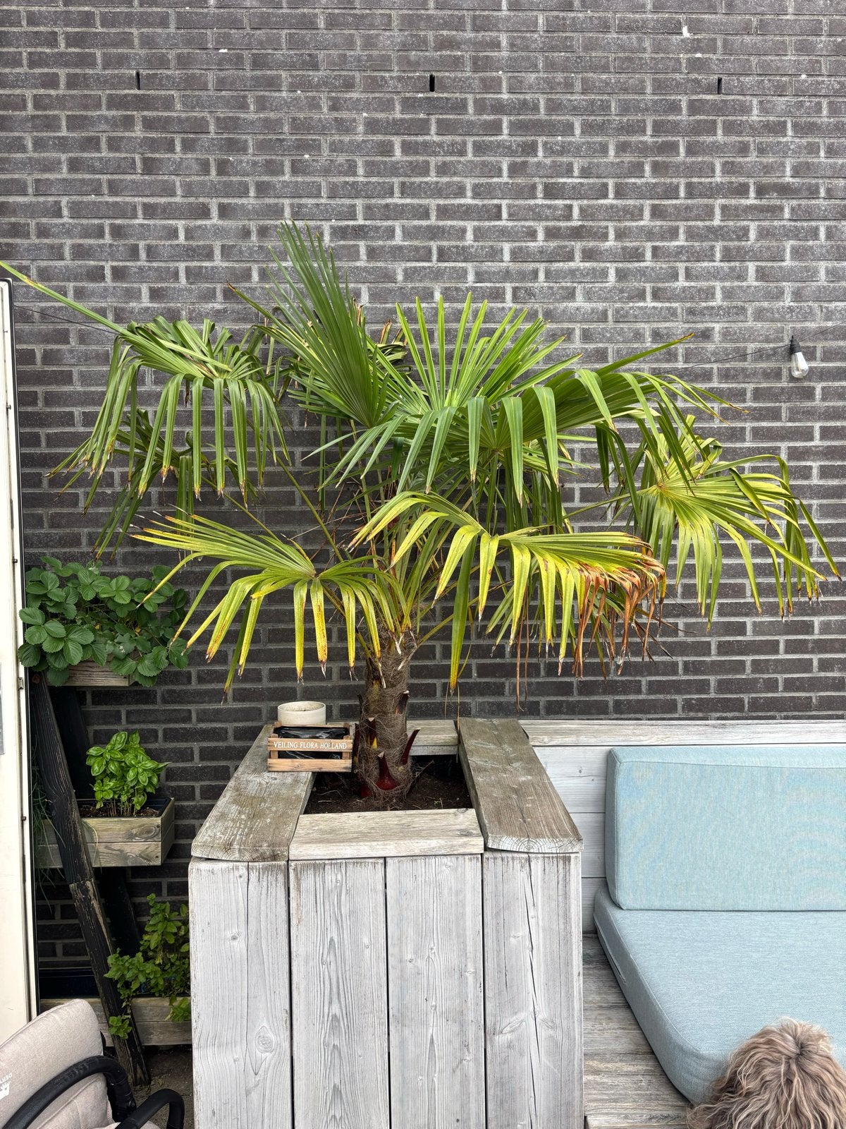 2 Winterharde palmbomen - Trachycarpus Fortunei, Volle zon, Vaste plant, Bloeit niet, Ophalen