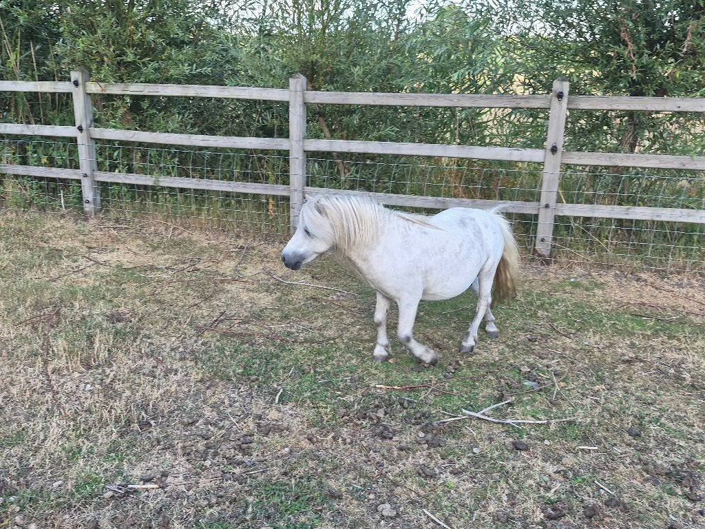 Pony, Dieren en Toebehoren, Pony's, Niet van toepassing, Hengst, A pony (tot 1.17m), Gechipt