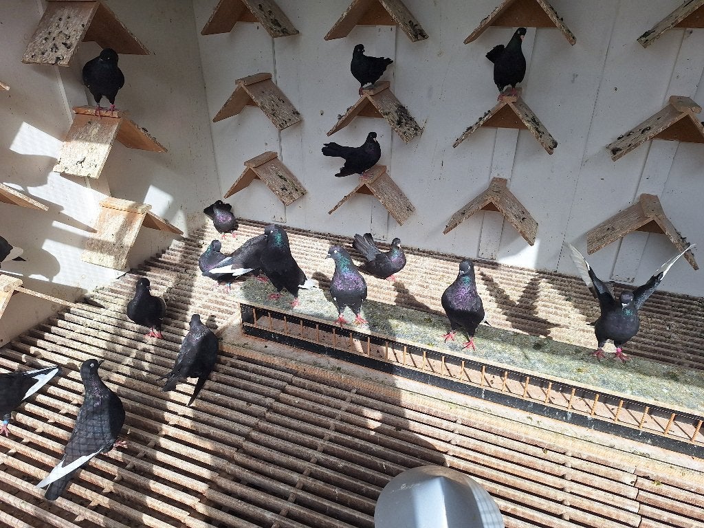 Duiven keulse tuimelaars, Meerdere dieren, Tuimelaar of Roller