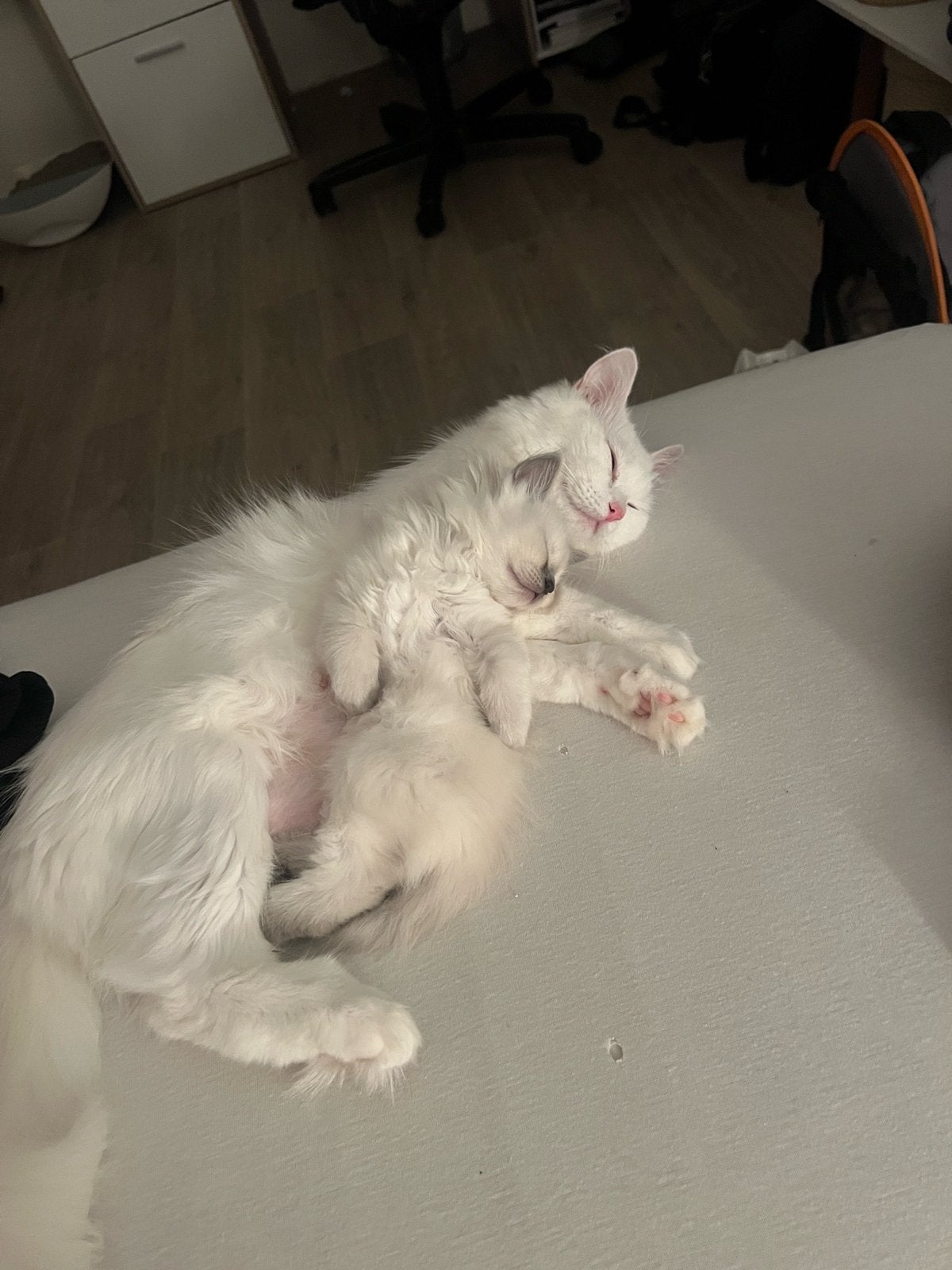 Lief Birman kitten zoekt een liefdevol thuis, Dieren en Toebehoren, Poes