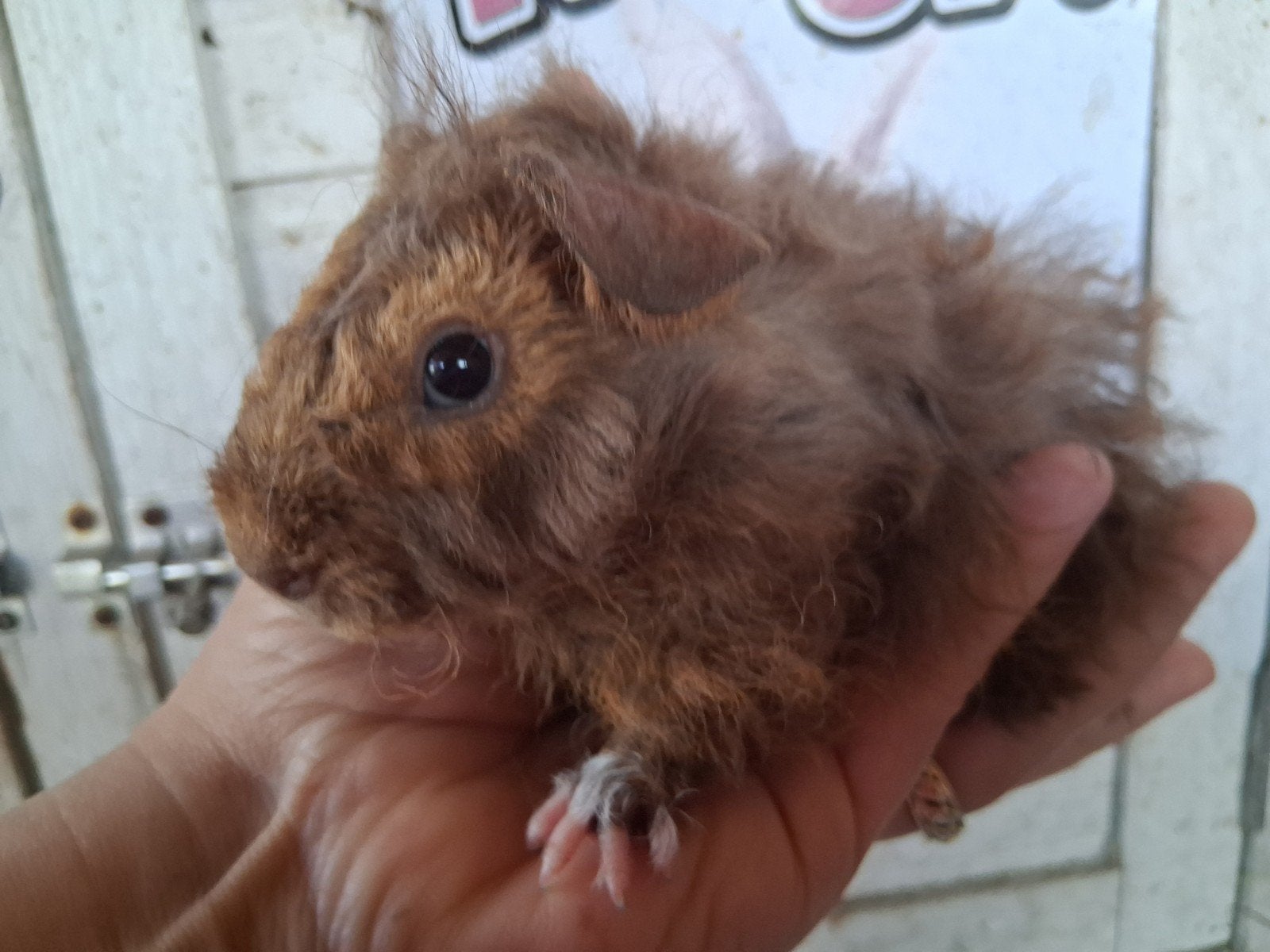 TKLunkarya baby,s, Dieren en Toebehoren, Knaagdieren, Cavia, Mei, Meerdere dieren, Tam