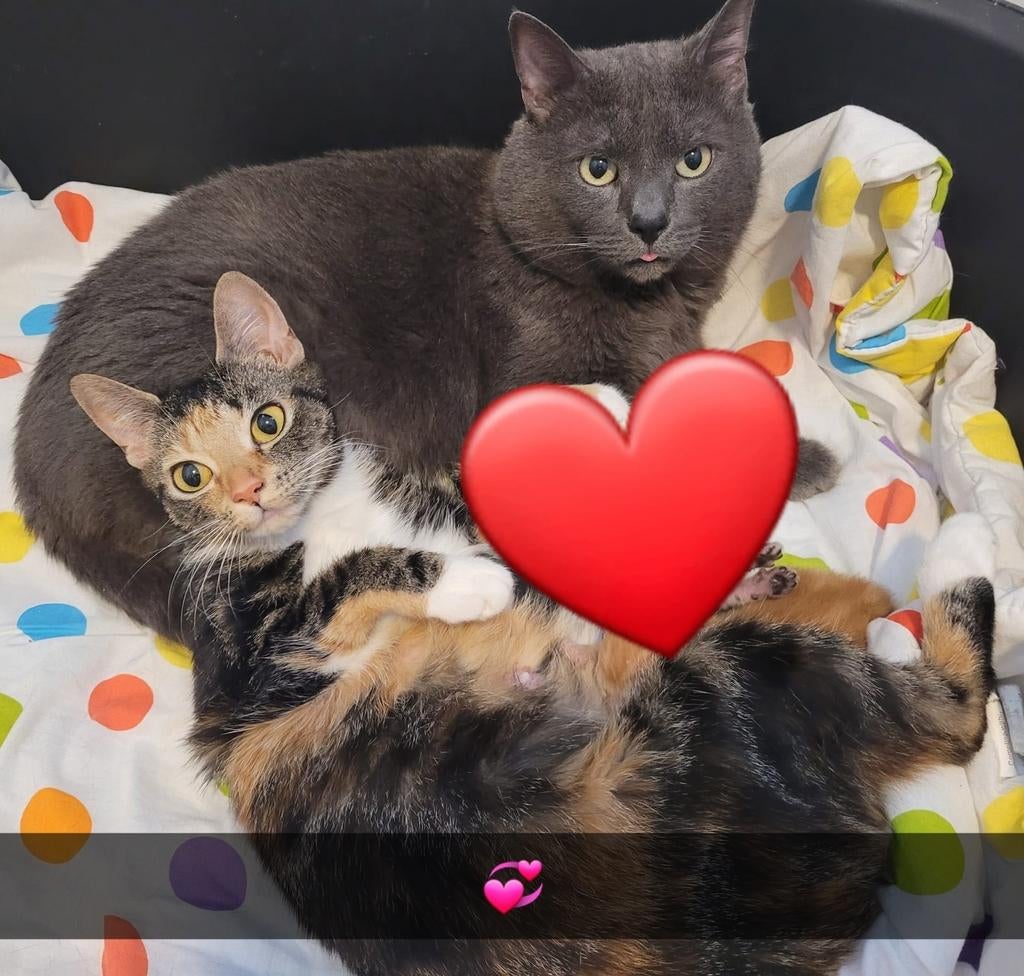 Lieve poes en kater, Dieren en Toebehoren, Meerdere dieren
