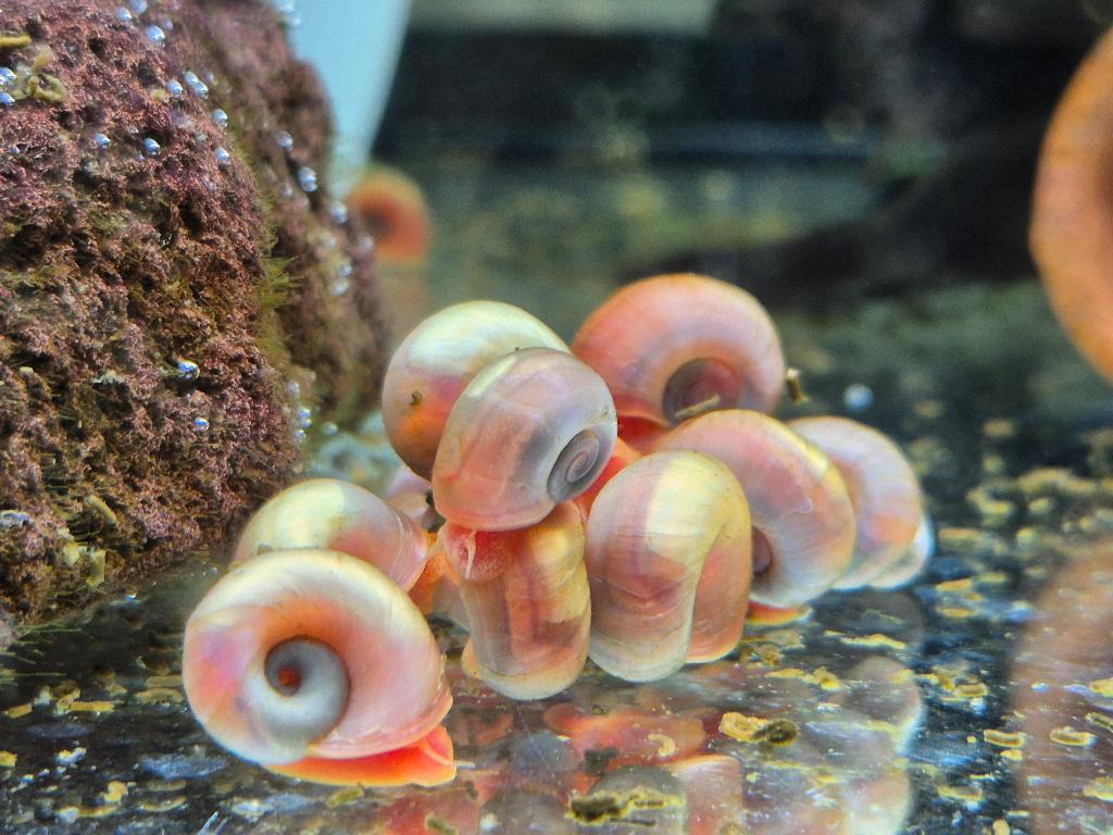 Posthoornslakken (Planorbarius corneus), 50 voor 17,50 euro, Slak of Weekdier, Zoetwatervis