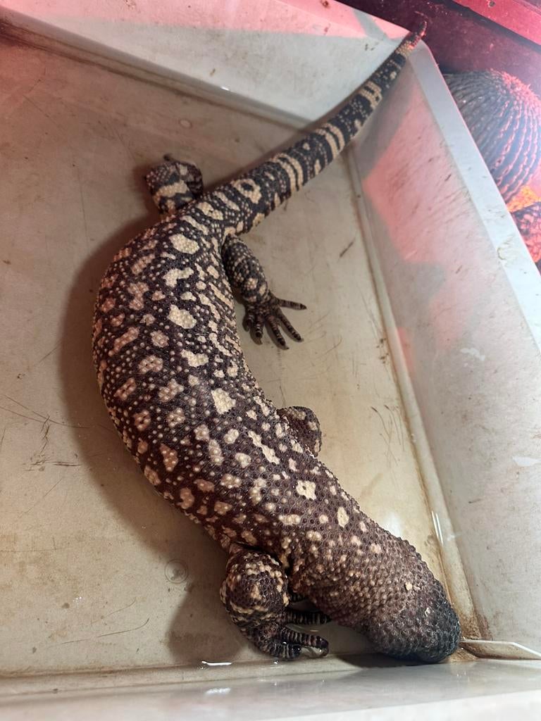 Kweek groep Heloderma horridum exasperatum 2.2, Dieren en Toebehoren, Reptielen en Amfibieën, 0 tot 2 jaar