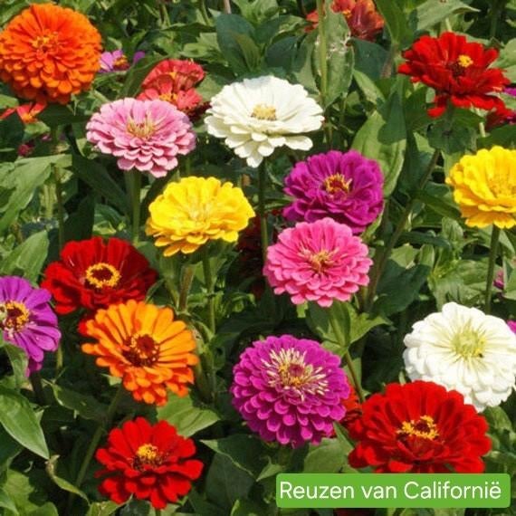 Zinnia - Reuzen van Californië, Ophalen of Verzenden, Voorjaar, Volle zon, Zaad