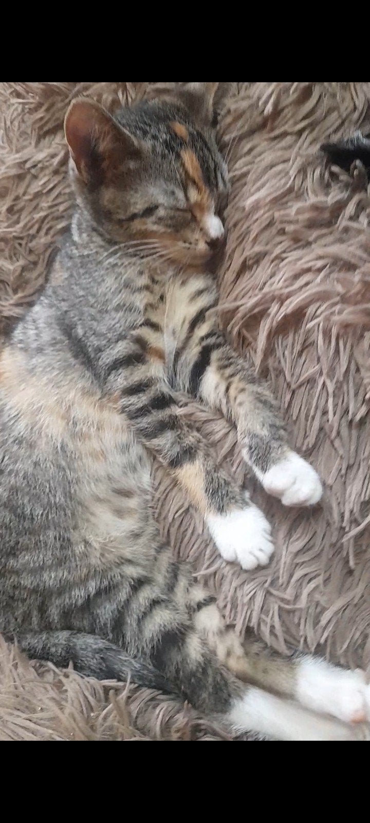Kitten poes kater 12 week en 4 week, Meerdere dieren, Kortharig, 0 tot 2 jaar