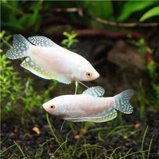 5 mooie platinum gouramis, Dieren en Toebehoren, Vissen | Aquariumvissen, Vis