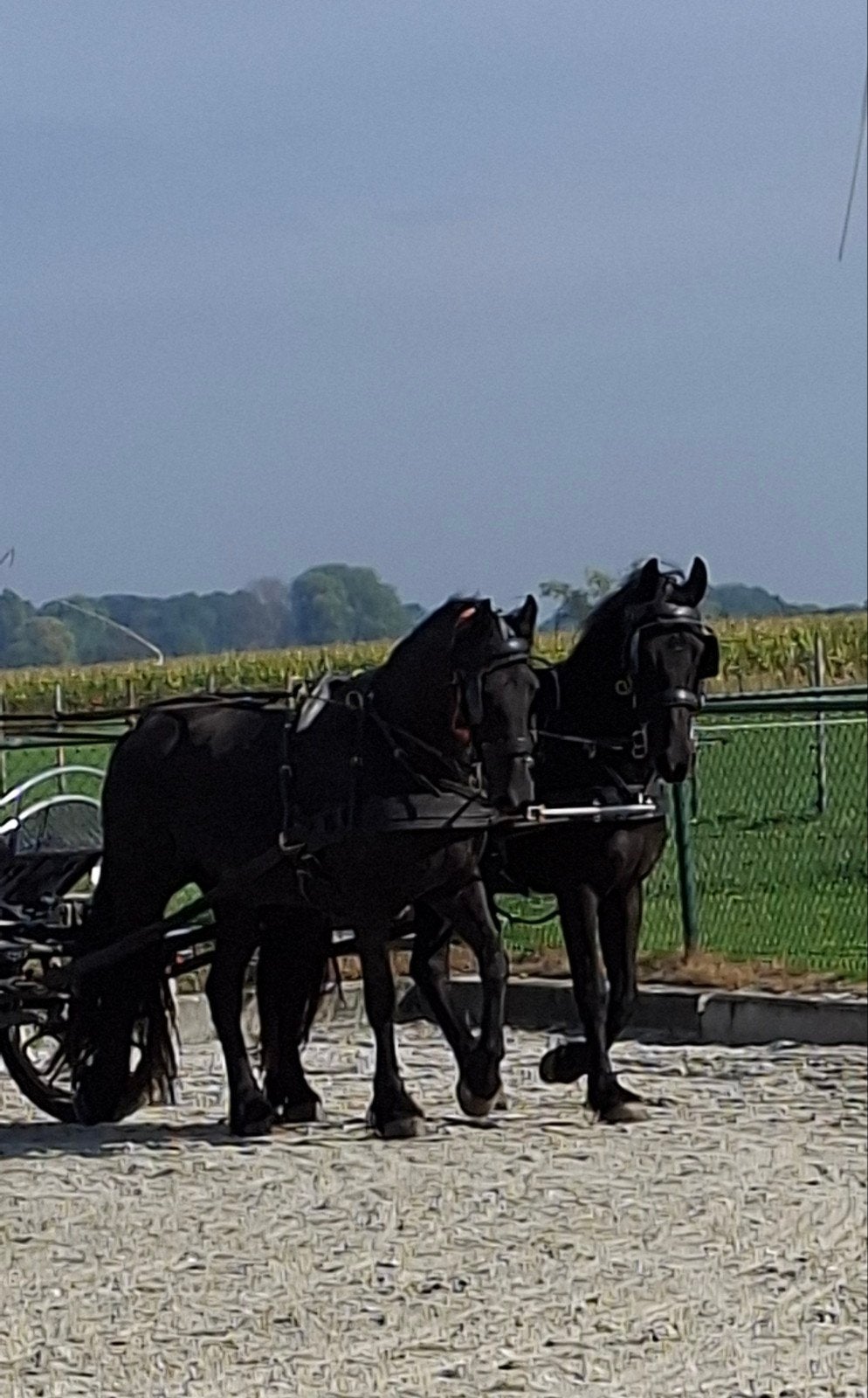 Span friese merries, Dieren en Toebehoren, Merrie