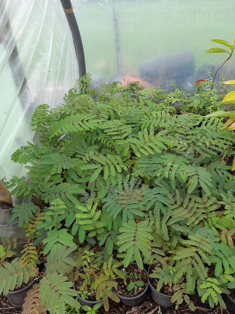 Franse uiensoepboom 50-60 cm (toona sinensis), Tuin en Terras, Planten | Bomen, Volle zon, Minder dan 100 cm, Zomer, Overige soorten