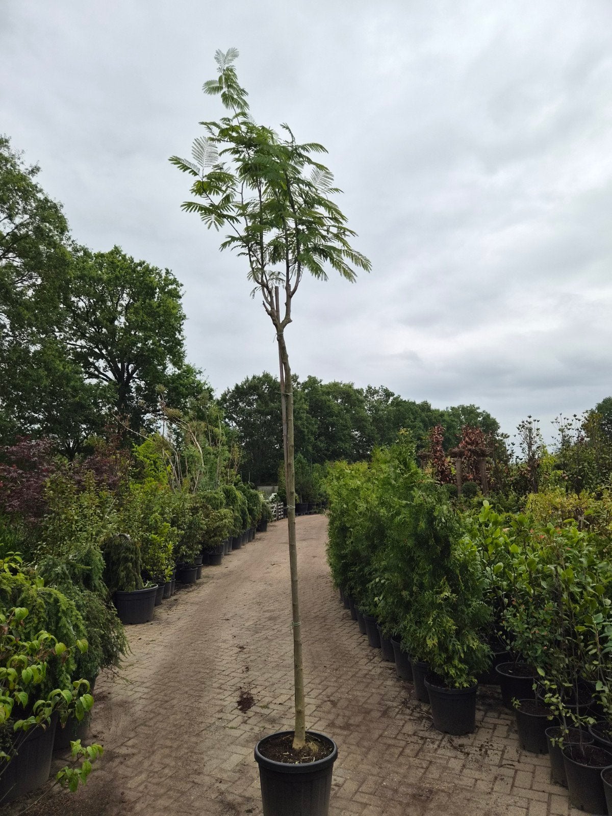 Albizia julibrisin Hoogstam - Perzische Slaapboom, Ophalen of Verzenden, Volle zon, Overige soorten