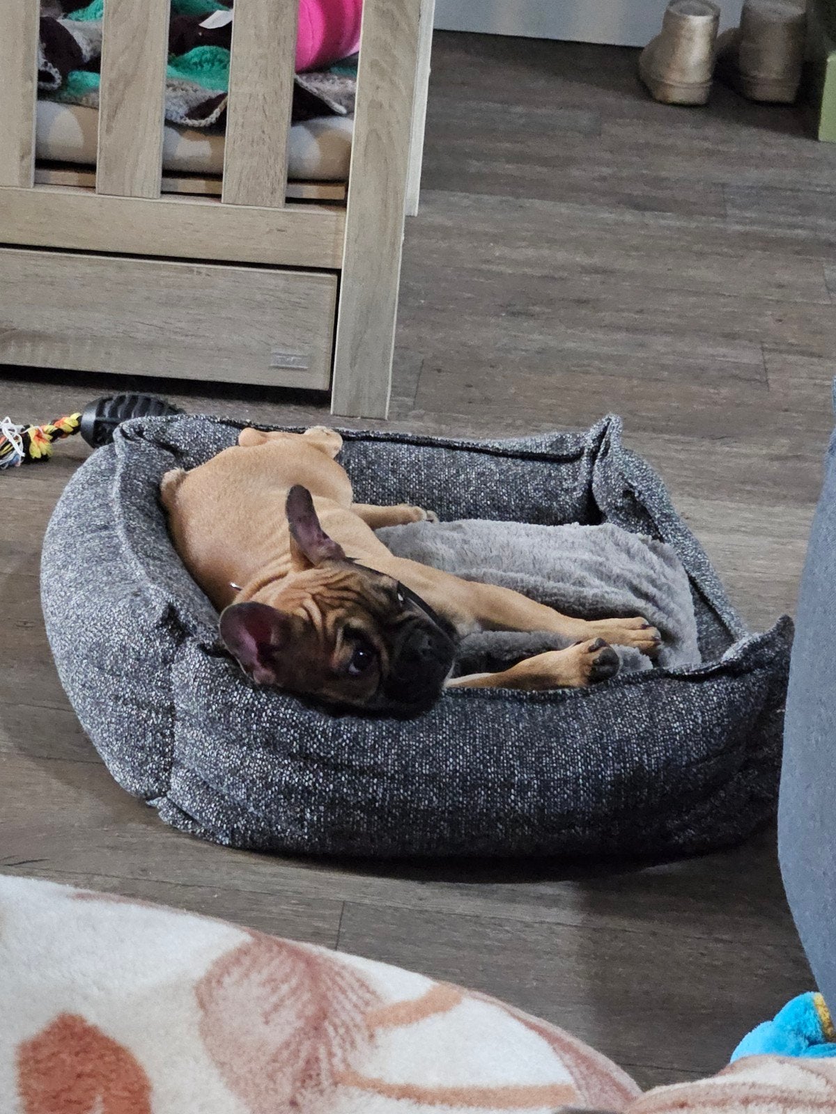 Franse bulldog teefje pup, Parvo, 15 weken tot 1 jaar, Overige rassen, Teef
