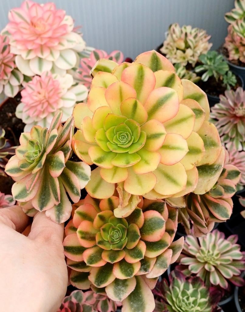Aeonium Varna, Tuin en Terras, Ophalen of Verzenden, Volle zon