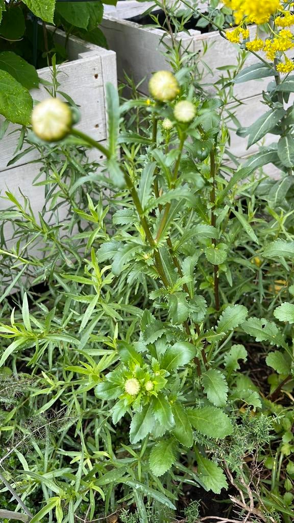 Biologische Margriet in knop …, Tuin en Terras, Planten | Tuinplanten, Volle zon, Vaste plant, Zomer, Ophalen