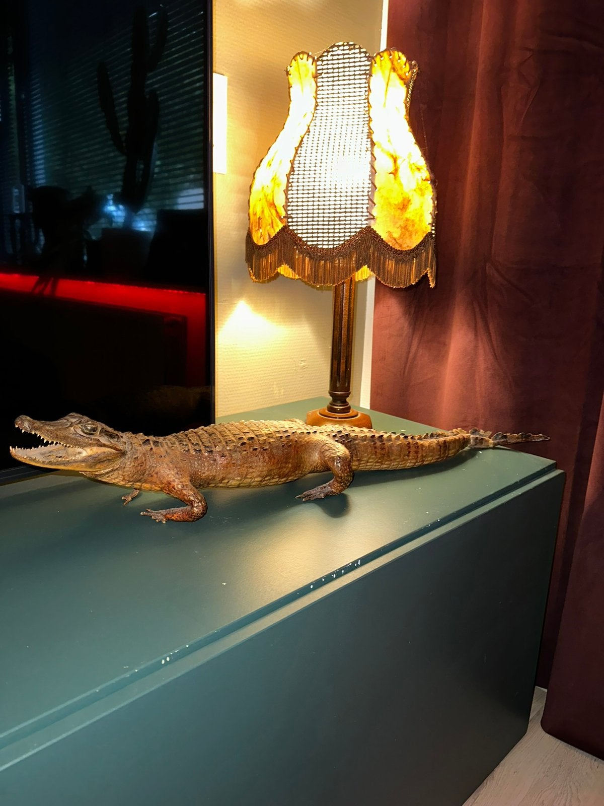 Opgezette krokodil kaaiman taxidermie, Ophalen of Verzenden, Opgezet dier