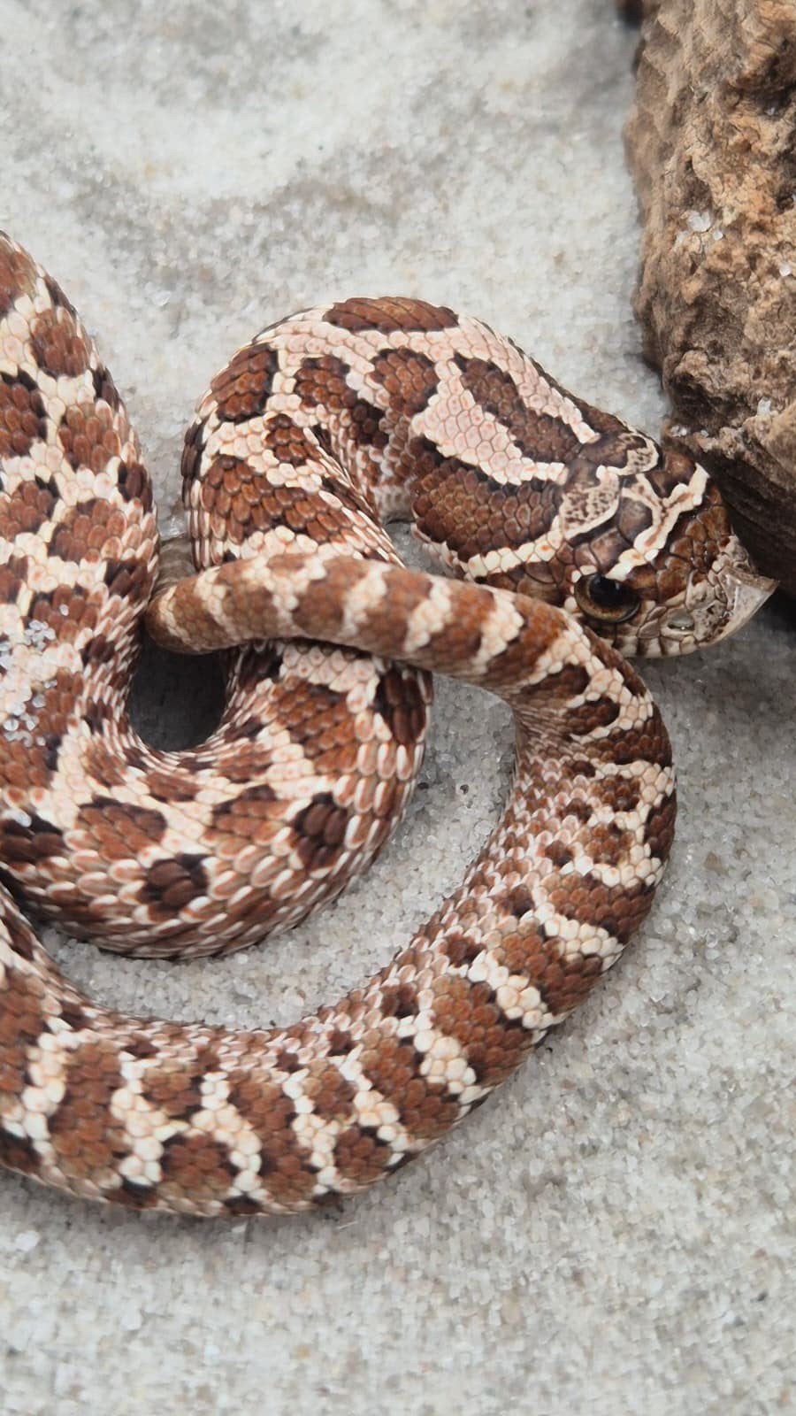 haakneusslang het sunburst Hognose Snake photo 4