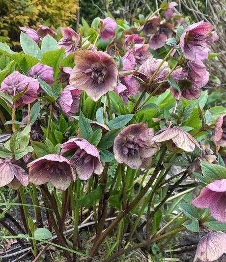 Helleborus (BIO)- Kerstroos - Winterharde vaste plant, Vaste plant, Halfschaduw, Winter, Ophalen
