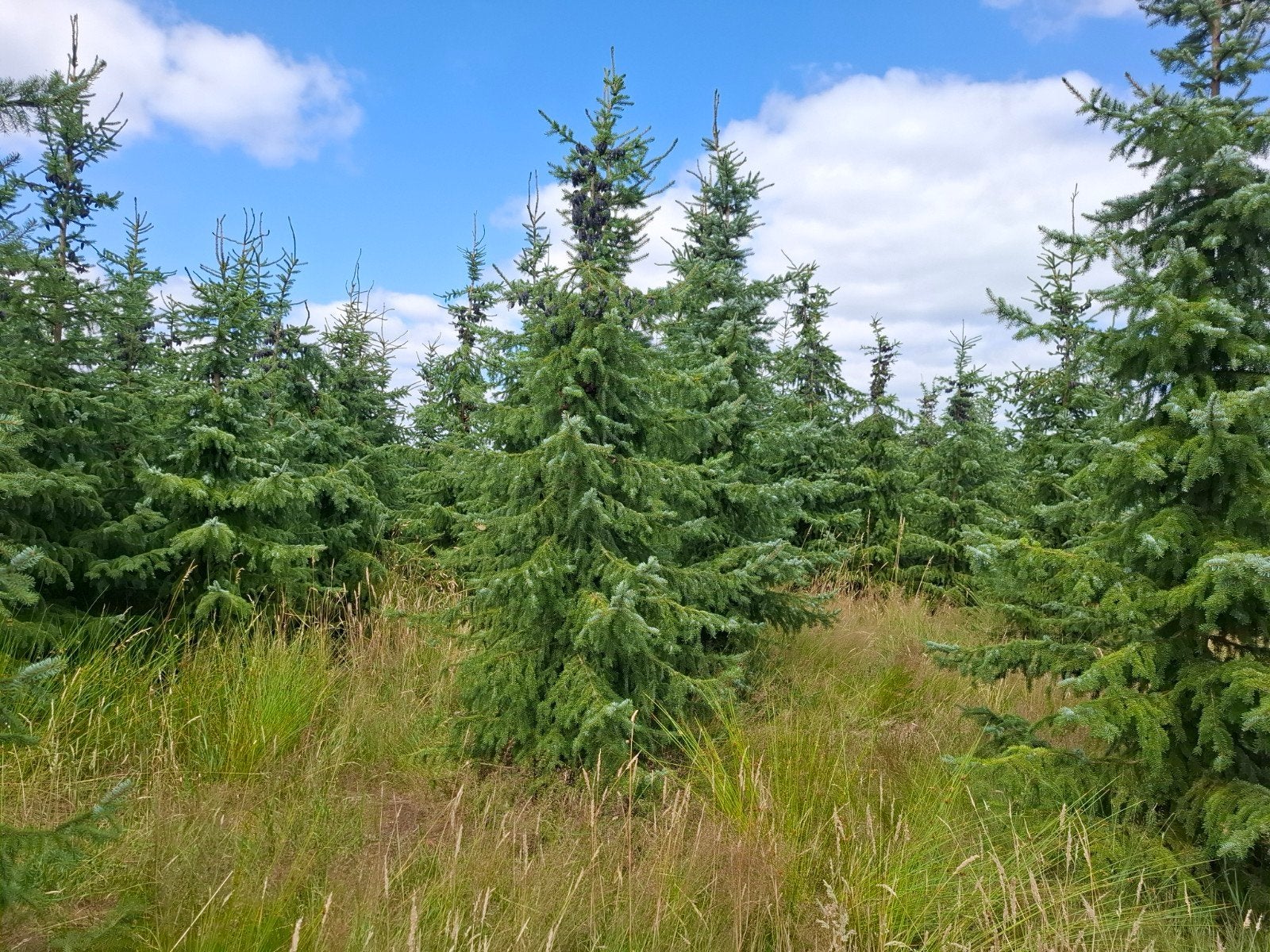 Kerstbomen, Overige soorten, Minder dan 100 cm, Zomer, Ophalen