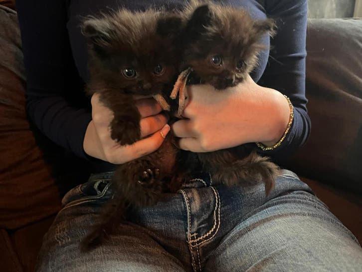 Britse langhaar  maine coon kittens., Dieren en Toebehoren, Katten en Kittens | Overige Katten, Meerdere dieren, Langharig, 0 tot 2 jaar