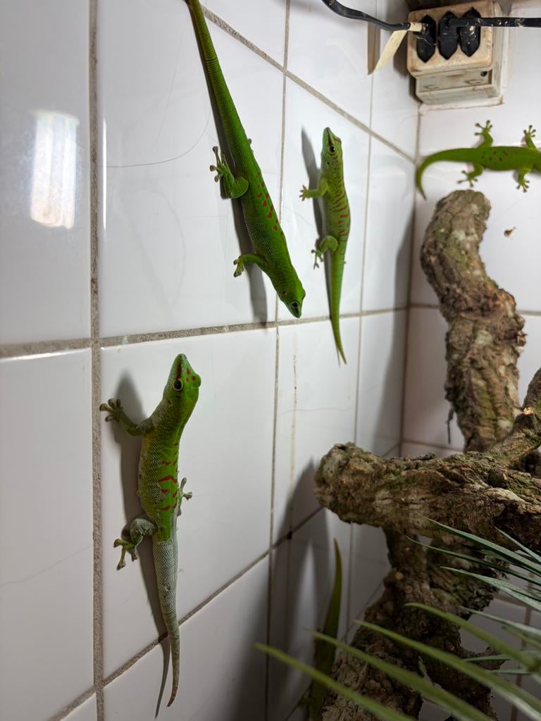 Reuze daggeckos en goudstof daggeckos, Dieren en Toebehoren, Reptielen en Amfibieën, 0 tot 2 jaar