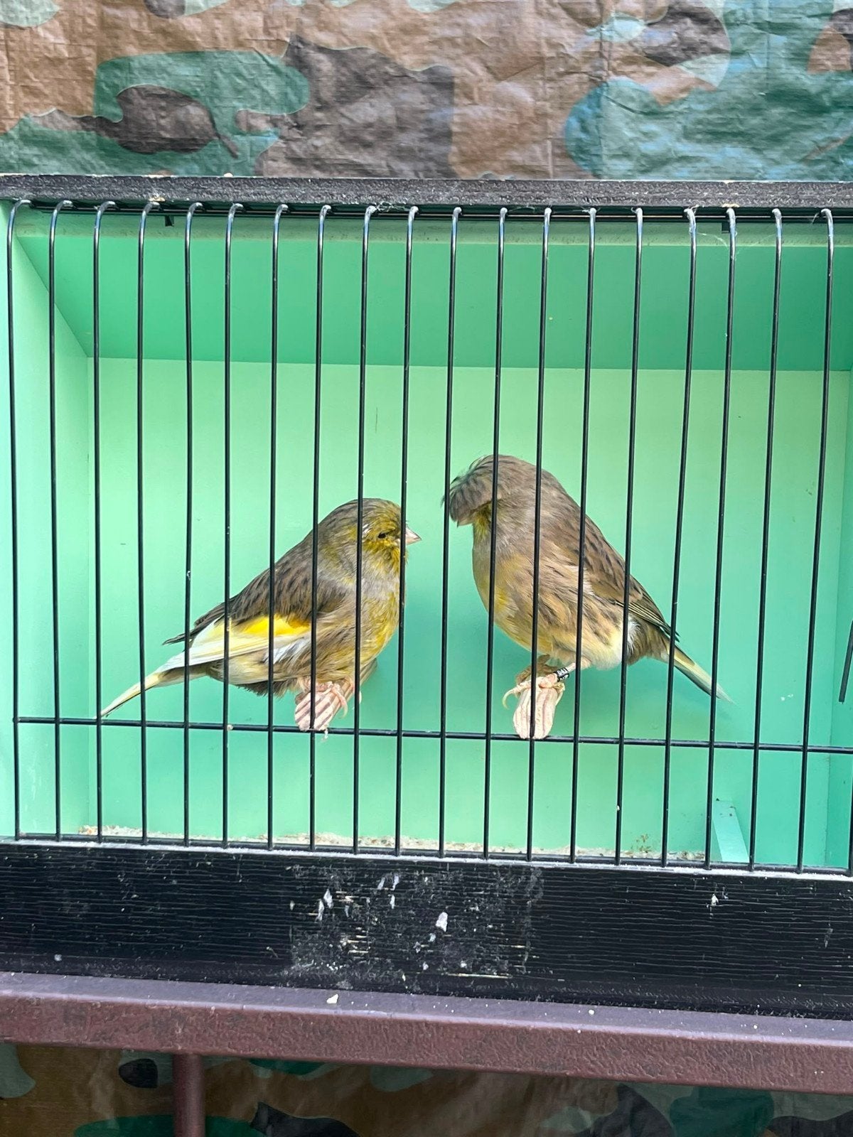 Gloster couple, Dieren en Toebehoren, Meerdere dieren