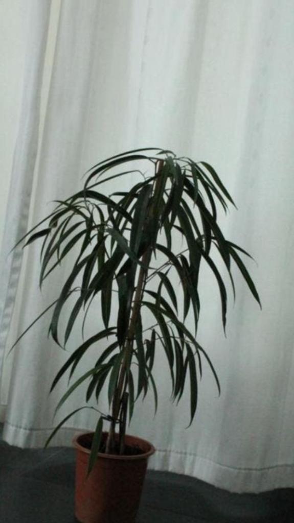 Ficus, Huis en Inrichting, Ophalen, Ficus, Halfschaduw, Minder dan 100 cm