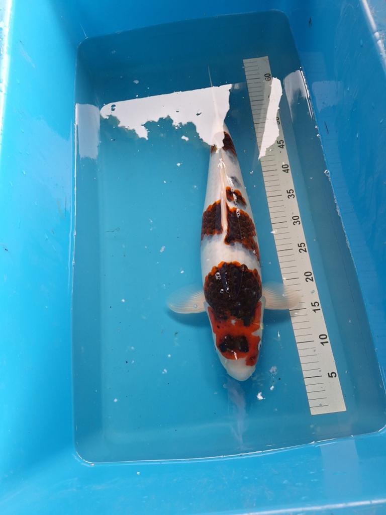Ai/budo goromo 53 cm, Dieren en Toebehoren, Vissen | Vijvervissen, Karper of Koi