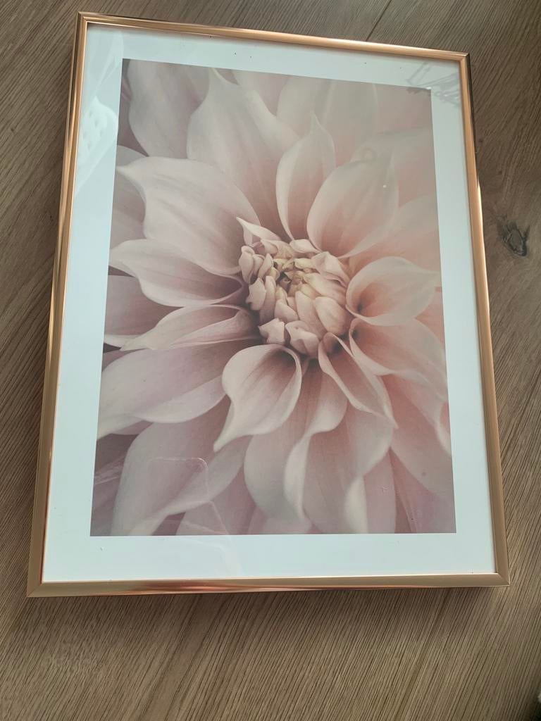 Rose gouden lijst met poster roze dahlia, Huis en Inrichting, Ophalen, Zo goed als nieuw, Metaal of Aluminium, Minder dan 50 cm