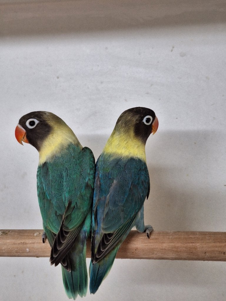 Agapornis Personata's, Dieren en Toebehoren, Vogels | Parkieten en Papegaaien, Geslacht onbekend, Dwergpapegaai of Agapornis, Geringd