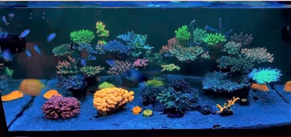 Zee aquarium te koop van 1.50 lang ,breed 57,5, hoogte 55cm, Dieren en Toebehoren