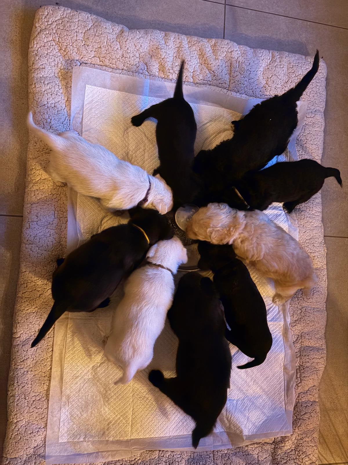 Mini golden-doodle pups, België, Particulier, CDV (hondenziekte), 8 tot 15 weken