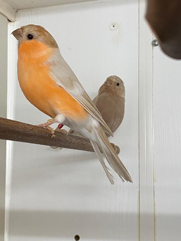 Koppel Noorse Goudvinken (Pastel), Dieren en Toebehoren, Vogels | Overige Vogels, Meerdere dieren, Wildzangvogel, Geringd